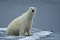 Polar Bear (Pack Ice North of Svalbard)