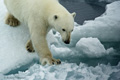 Polar Bear (Pack Ice North of Svalbard)