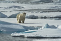 Polar Bear (Pack Ice North of Svalbard)