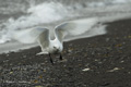 Ivory Gull