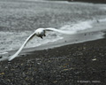 Ivory Gull