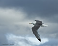 Kittiwake