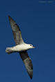 Northern Fulmar