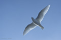 Ivory Gull