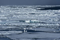 Pack Ice North of Svalbard