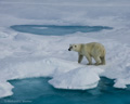 Polar Bear (Pack Ice North of Svalbard)