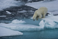 Polar Bear (Pack Ice North of Svalbard)