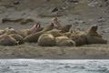 Walrus (Edgeøya Island)