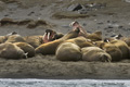 Walrus (Edgeøya Island)