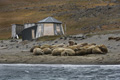 Walrus (Edgeøya Island)