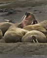 Walrus (Edgeøya Island)