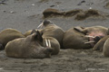 Walrus (Edgeøya Island)