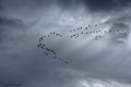 Pink-Footed Geese