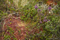 Red Moss (Kvaløya, Norway)