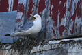 Kittiwake (Å, Norway)