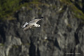 Juvenile Kittiwake (Å, Norway)