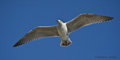 Juvenile Kittiwake (Å, Norway)