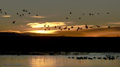 Sandhill Crane at Sunrise