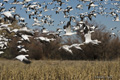 Snow Geese