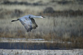 Sandhill Crane at Sunrise