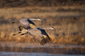 Sandhill Crane at Sunrise