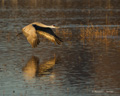 Sandhill Crane at Sunrise