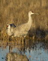 Sandhill Crane