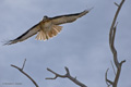 American Kestrel