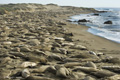 Northern Elephant Seals on California Beach