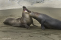 Northern Elephant Seal (males fighting)