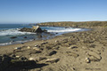 Northern Elephant Seals on California Beach