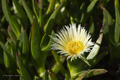 Hottentot Fig Ice Plant