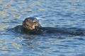 Sea Otter