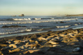 Northern Elephant Seals on California Beach