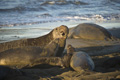 Northern Elephant Seal (male and females)