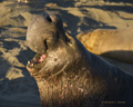 Northern Elephant Seal (male)