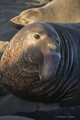 Northern Elephant Seal (male)