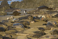 Northern Elephant Seals on California Beach