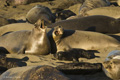 Northern Elephant Seal (females fighting)