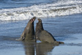 Northern Elephant Seal (males fighting)