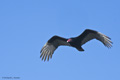 Turkey Vulture