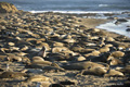 Northern Elephant Seals on California Beach