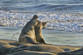 Northern Elephant Seal (males fighting)