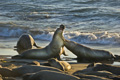 Northern Elephant Seal (males fighting)
