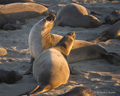 Northern Elephant Seal (females fighting)