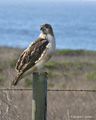 Red-Tailed Hawk