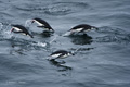 Chinstrap Penguins Swimming