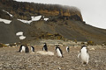 Aldelie Penguins at Brown Bluff