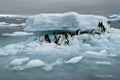 Adelie Penguins on Ice Offshore at Brown Bluff