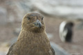 South Polar Skua